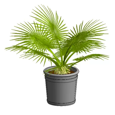 Palmeira em Vaso