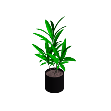 Dracaena com vaso