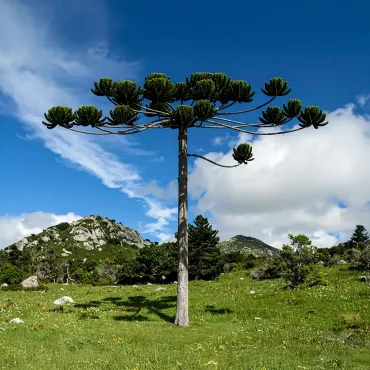 Araucária