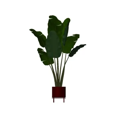 Bananeira vaso