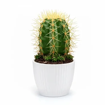 Cacto em Vaso Interiores