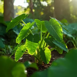 Colocasia Esculenta