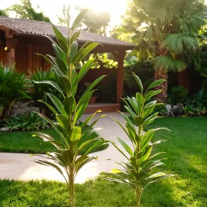Dracena Verde Cordyline fruticosa ‘Glauca’