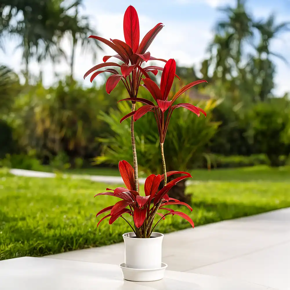 Dracena Vermelha em vaso