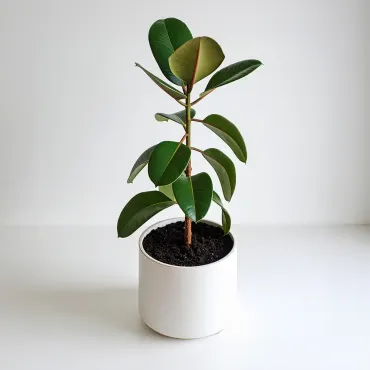 Ficus escalável com vaso paramétrico