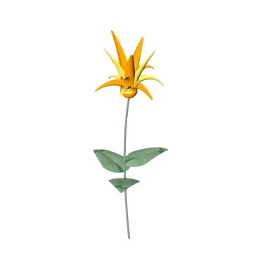 Flor Lírio
