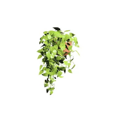 Jiboia Decorativa