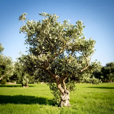 Oliveira