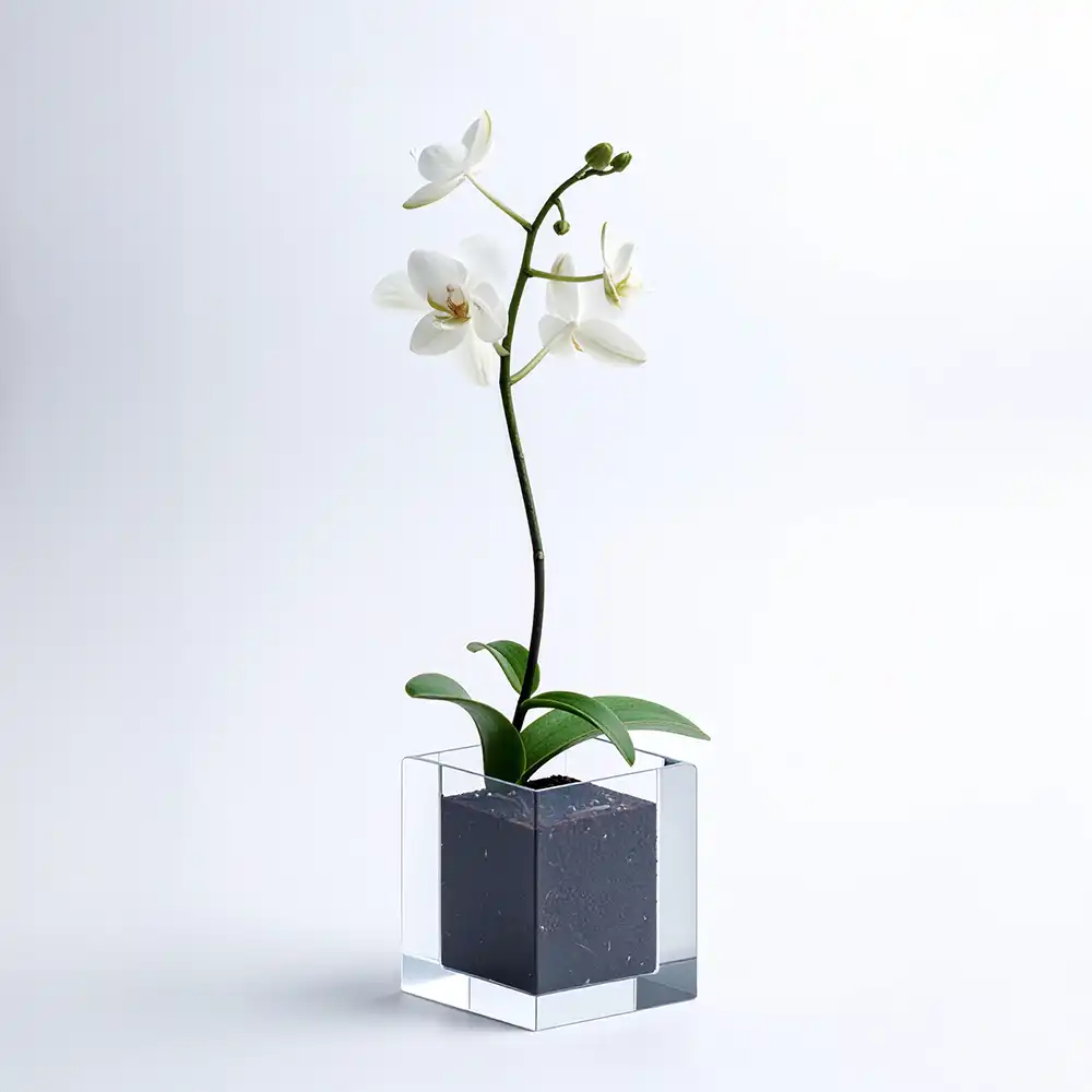 Orquídea Branca Vaso vidro
