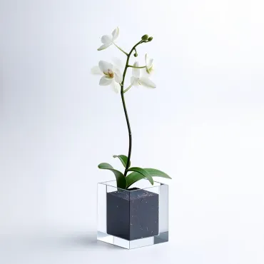 Orquídea Branca Vaso vidro