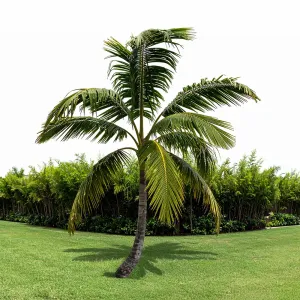 Palmeira Cocos Nucifera 6 metros