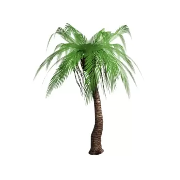 Palmeira tropical