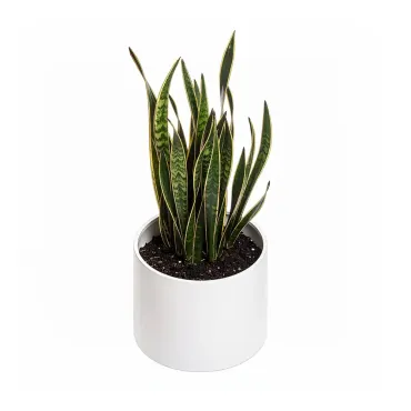 Espada de São Jorge escalável e vaso paramétrico