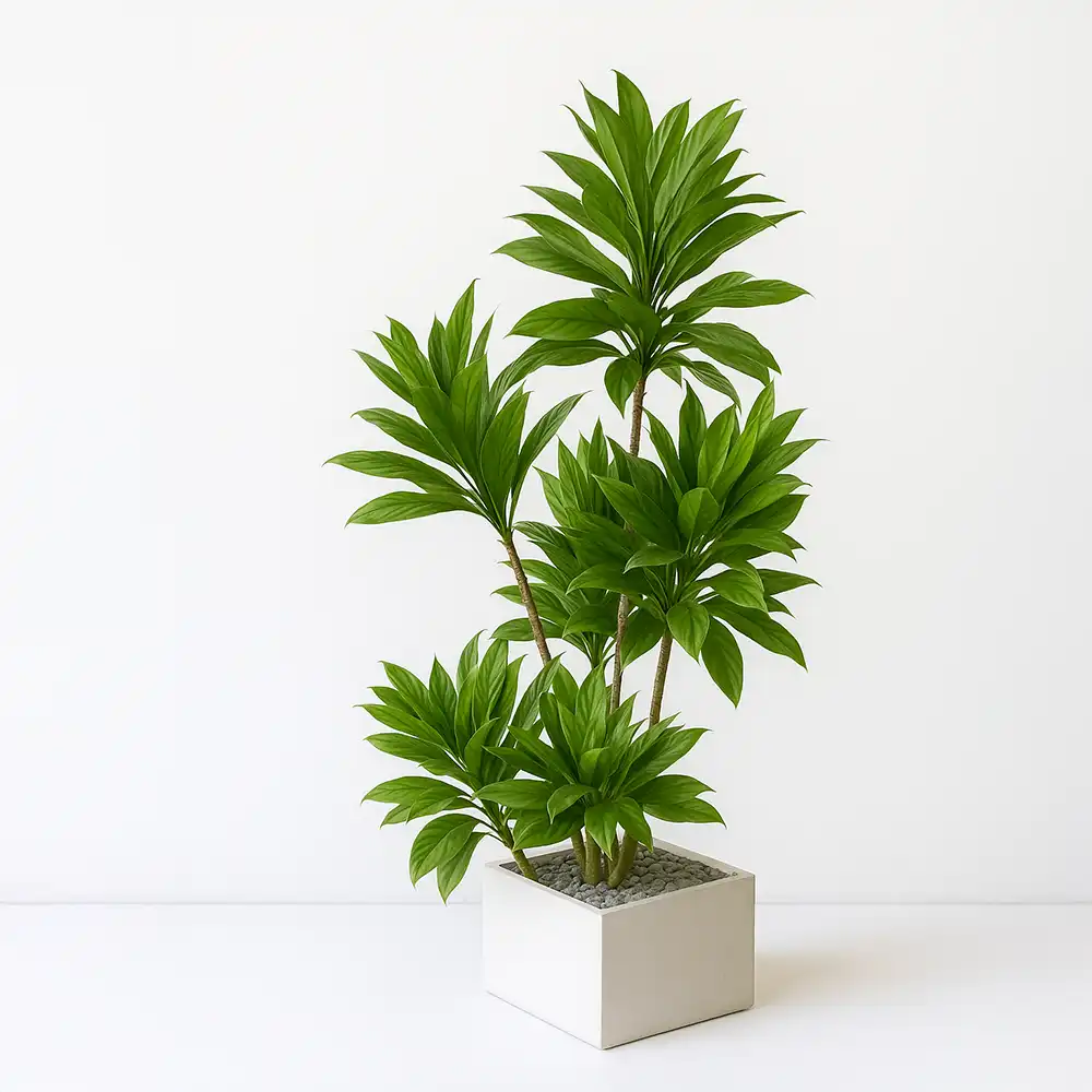 Dracena no vaso