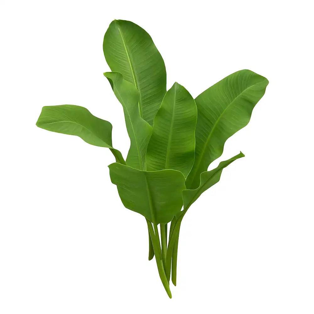 Folhas de bananeira