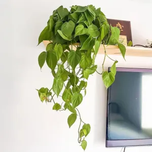Planta Jiboia