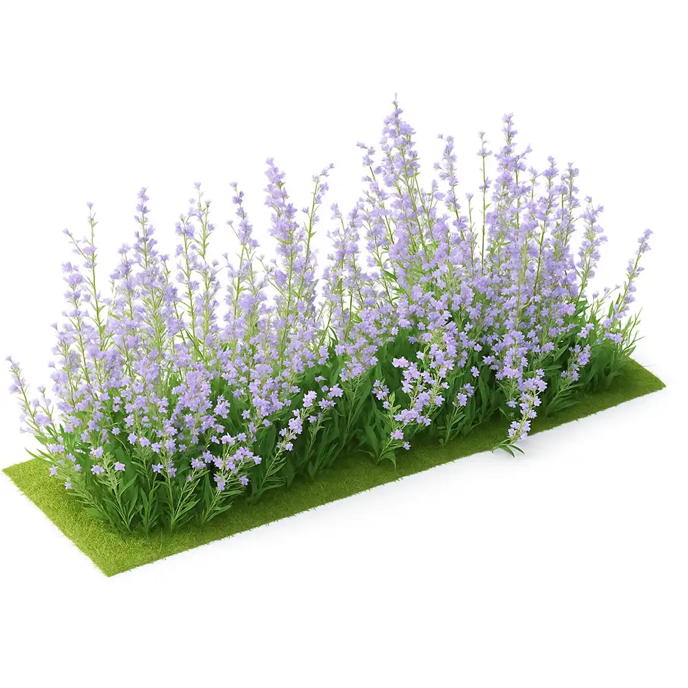 Lavanda
