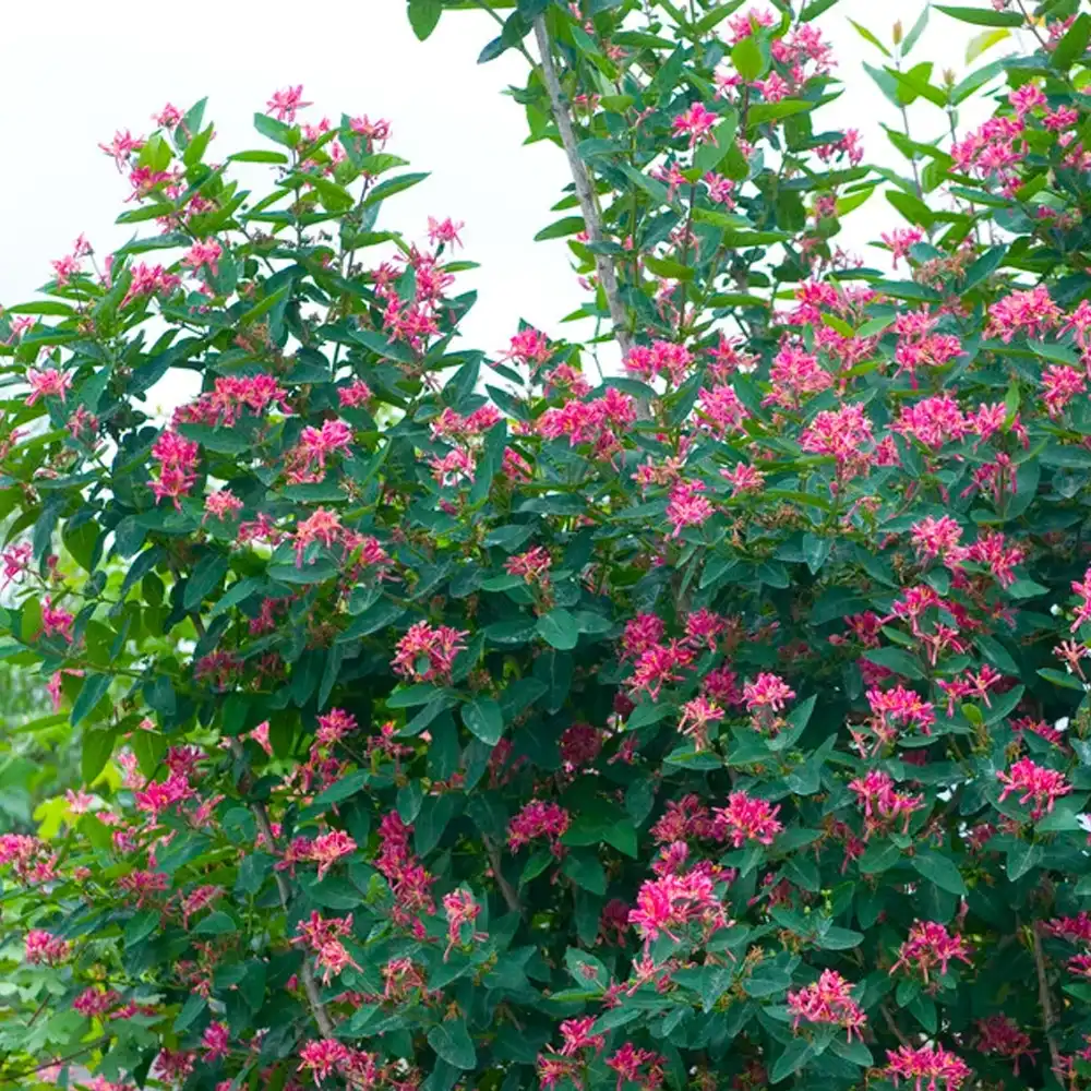 Lonicera Tatarica