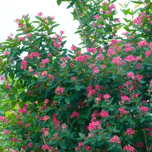 Lonicera Tatarica