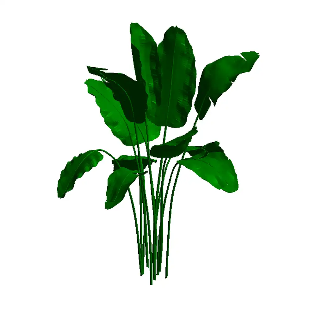 Maranta Charuto (Calathea Lutea)