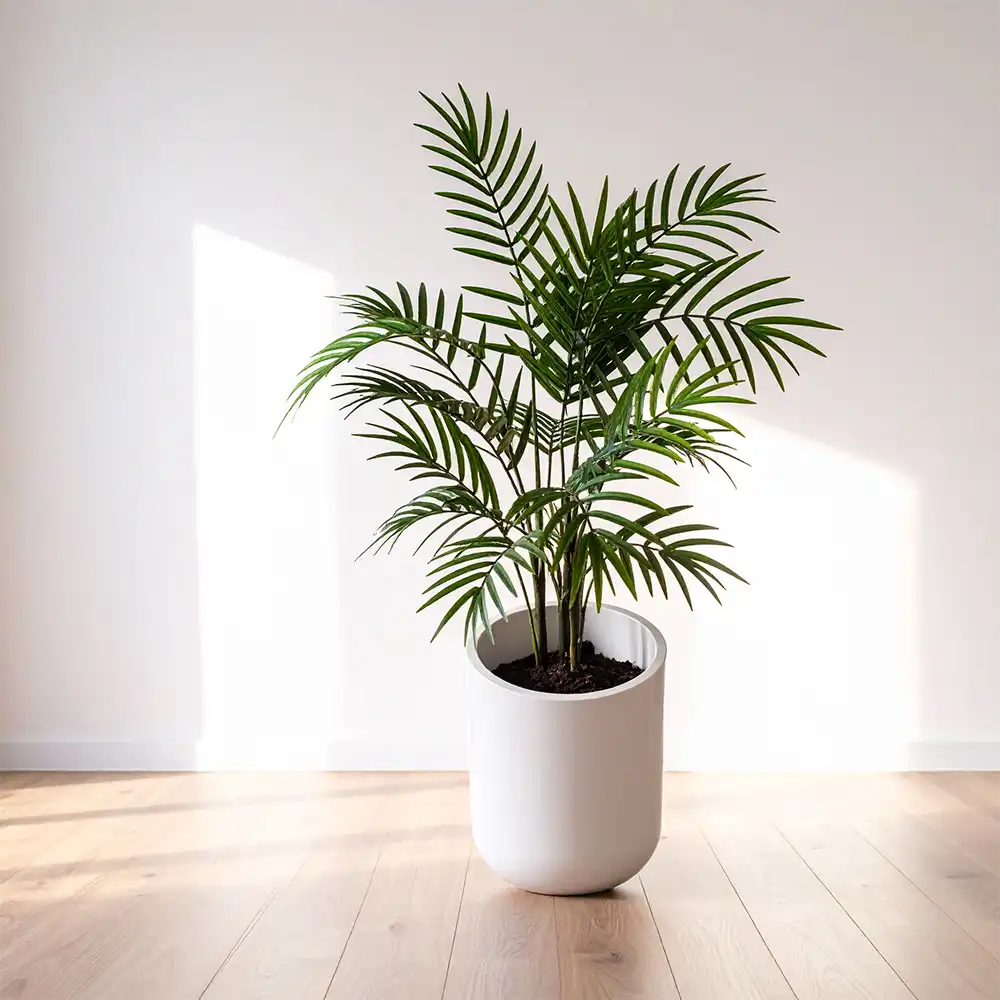 Palmeira no vaso branco