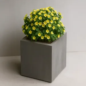 Vaso Cubo com Turnera Subulata