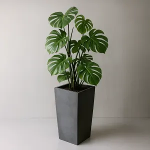 Vaso com Monstera deliciosa