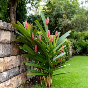 Alpinia Purpurata
