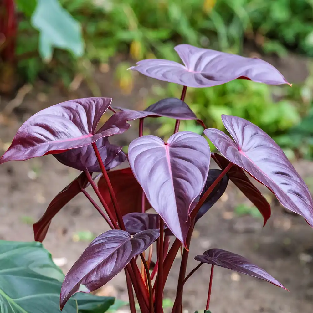 Filodendro roxo - Philodendron Erubescens