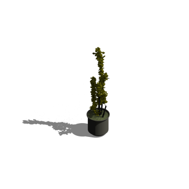 Planta em Vaso