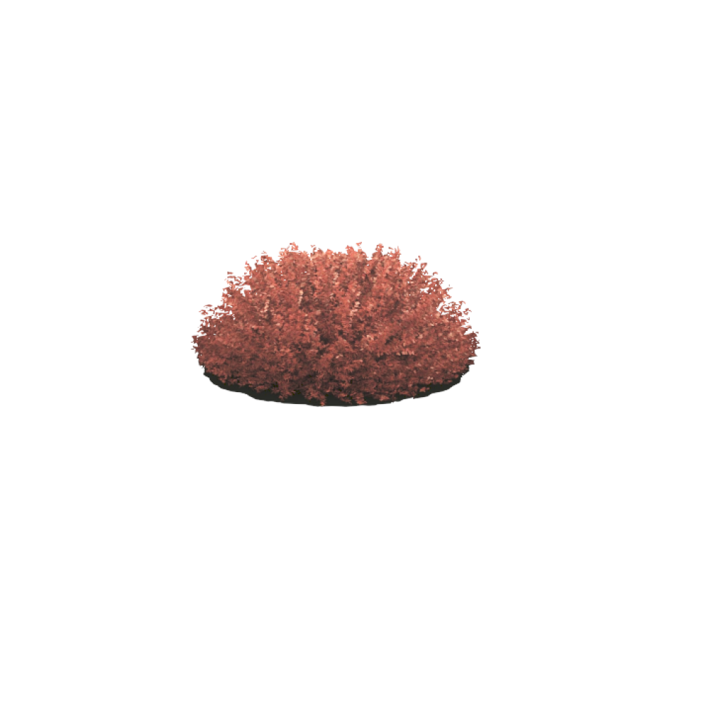 Arbusto Red Barberry