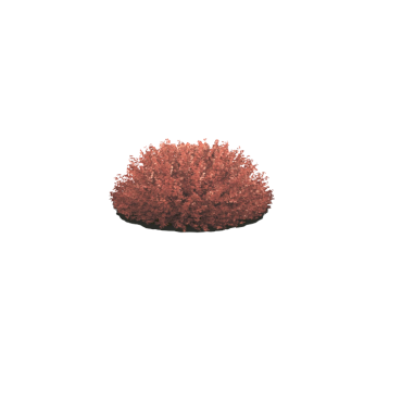 Arbusto Red Barberry