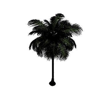 Palmeira Frondosa