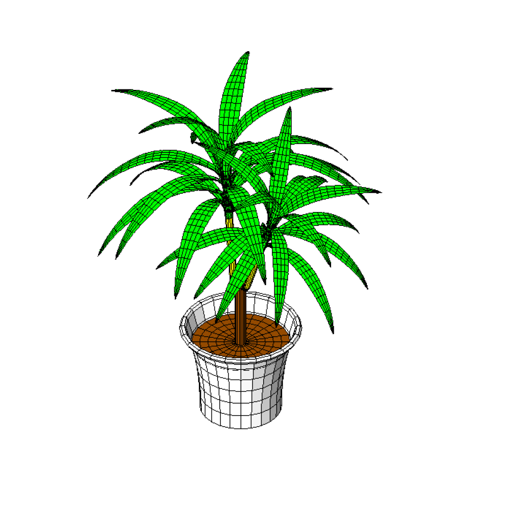 Dracena em Vaso